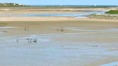 reserva natural holandesa en het zwin cerca de cadzand