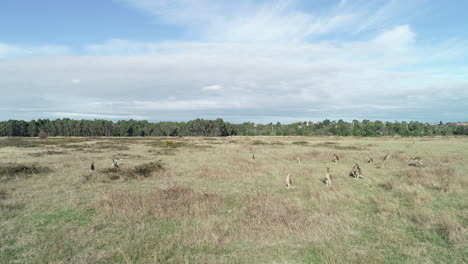 smooth parallel aerial moving across large group of kangaroos grazing in open grasslands