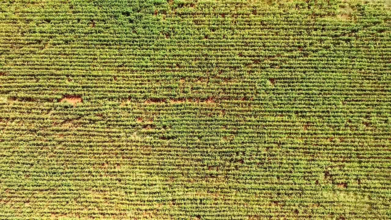 levantarse de los cultivos 2