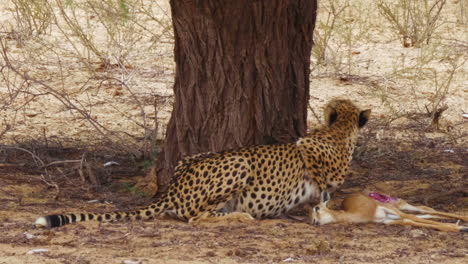 un guepardo codicioso alimentándose de un ternero springbok muerto en el desierto de kalahari, sur de áfrica - cerrar