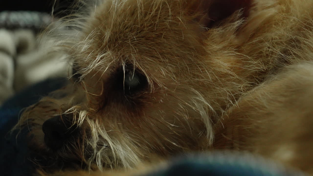 lindo perrito parece soñoliento con ojos brillantes