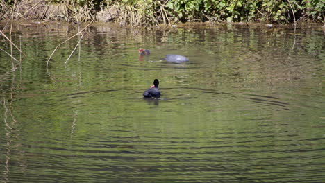 fotografía de un par de coots y un par de recién eclosionados coots bebé en creswell crags, workshop