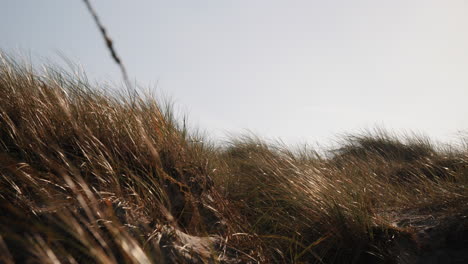 ocean dune grass in the wind island fanø in denmark near the beach and sea