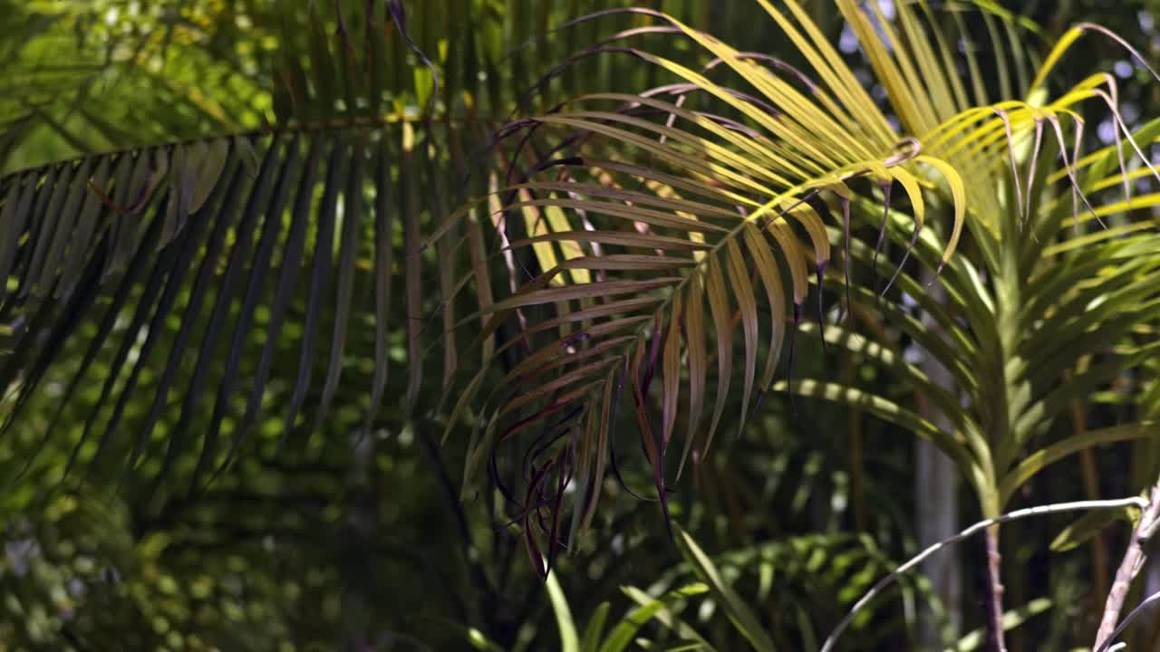 Close-up of Lush Palm Fronds