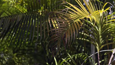 close-up of lush palm fronds