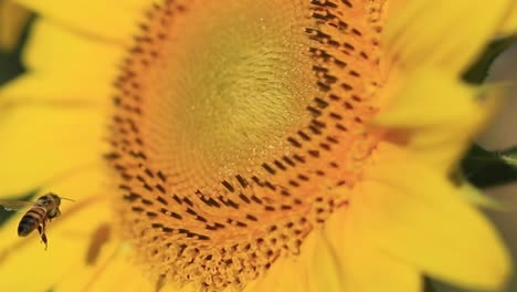un hermoso acercamiento de un girasol con una abeja recolectando néctar