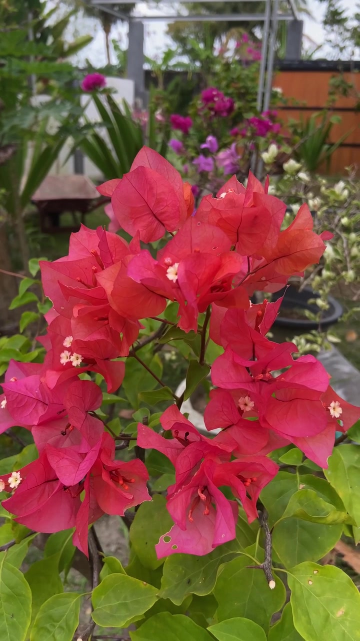 Vibrant Red Bougainvillea Flowers Blooming in a Garden