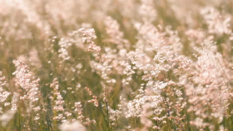 slow motion of beautiful flowers of grass slowly swayed by the wind