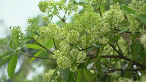 Flor-De-Chatim-Esta-Flor-Florece-En-Otoño-Y-Llena-El-área-Con-Su-Fragancia