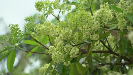 flor de chatim esta flor florece en otoño y llena el área con su fragancia
