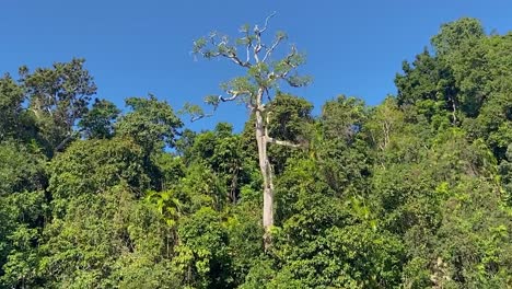 slow wide orbiting shot of a vast tree growing above the jungle canopy, through the dense rainforest with its tangles of creepers and rich green and lush foliage, in tropical north queensland