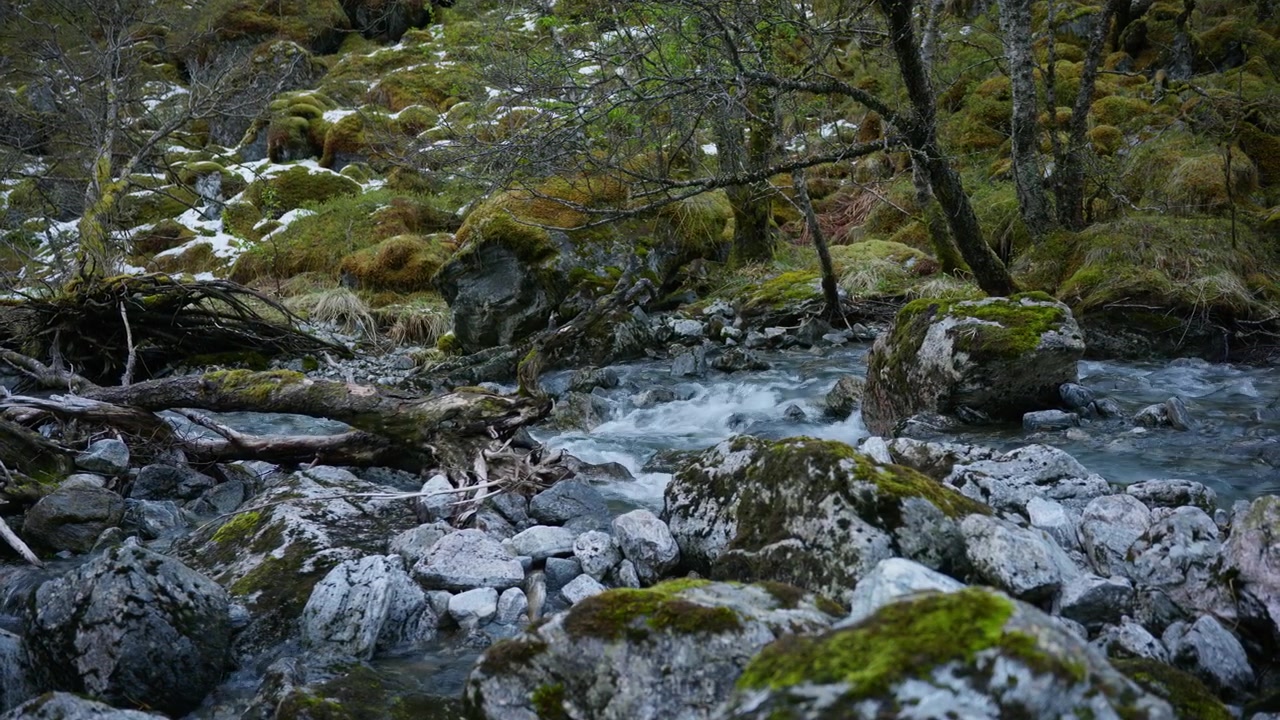 Aliran sungai mengalir di atas bebatuan yang tertutup lumut dan melalui pepohonan di alam liar Norwegia. Ideal untuk pemandangan alam atau proyek lingkungan.