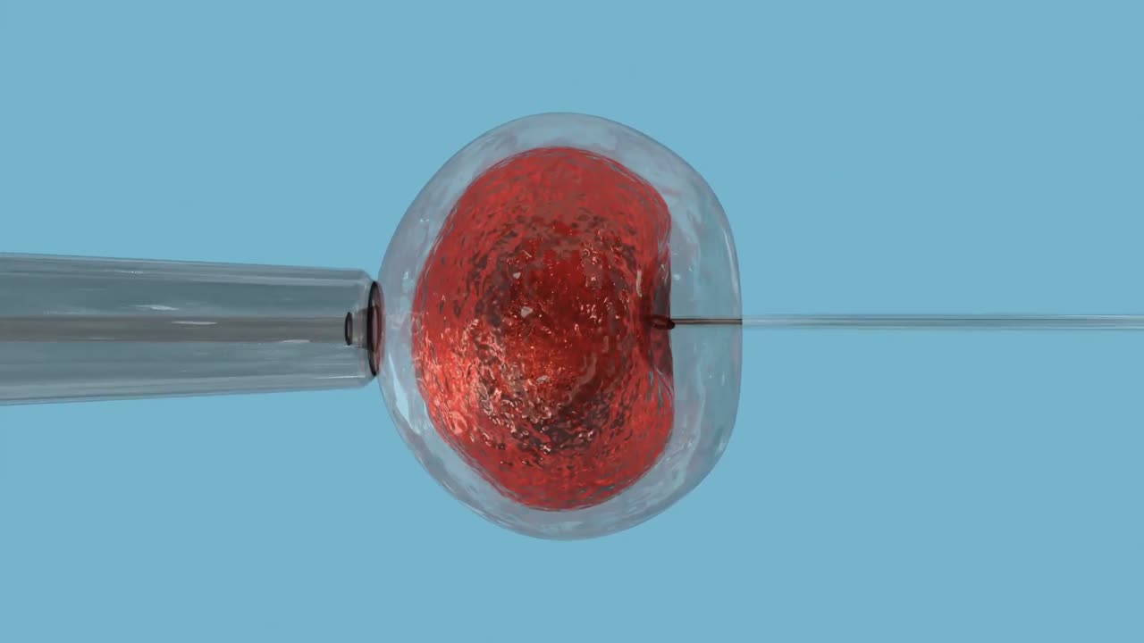 huevo naranja siendo fertilizado por espermatozoides