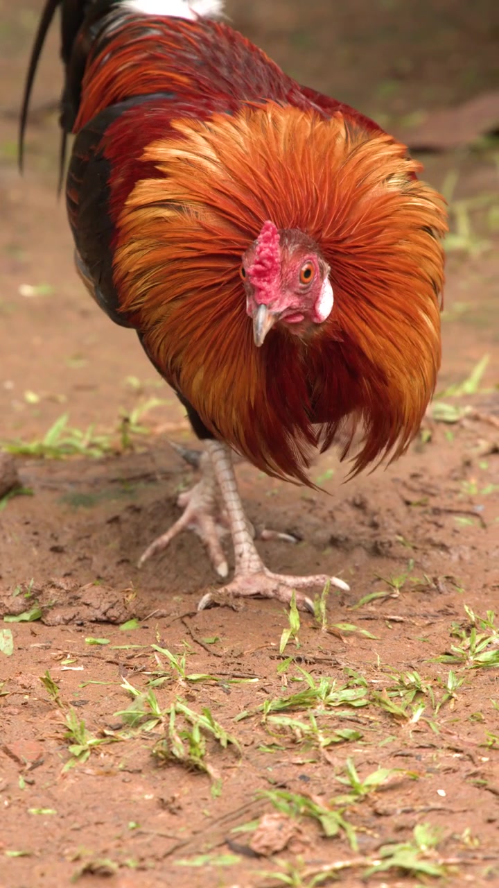 Ayam Jago Berwarna-warni Mencari Makan di Tanah Berlumpur