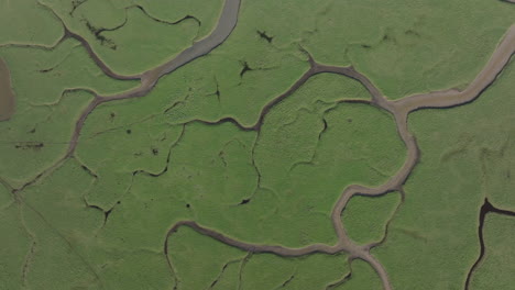 descending aerial shot over beautiful green marshland habitat