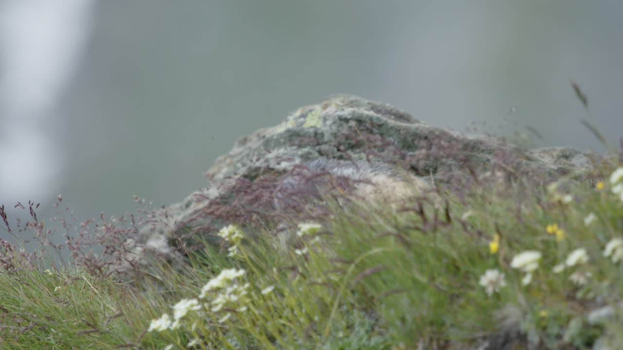 초원 에 있는 바위 앞 에 있는 마르모트 의 클로즈업