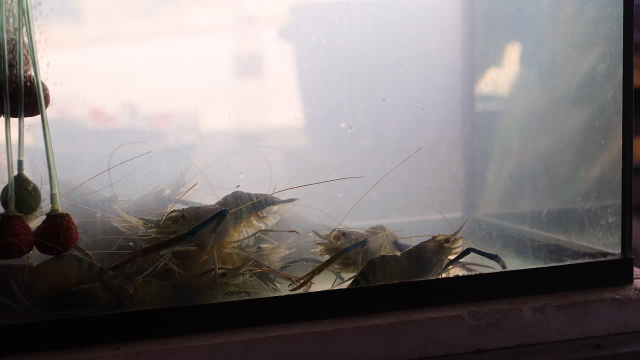 유리 수족관에서 움직이는 살아있는 새우