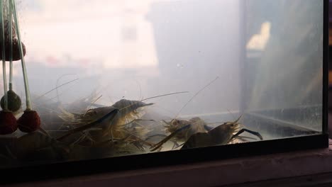 live shrimps moving in a glass aquarium