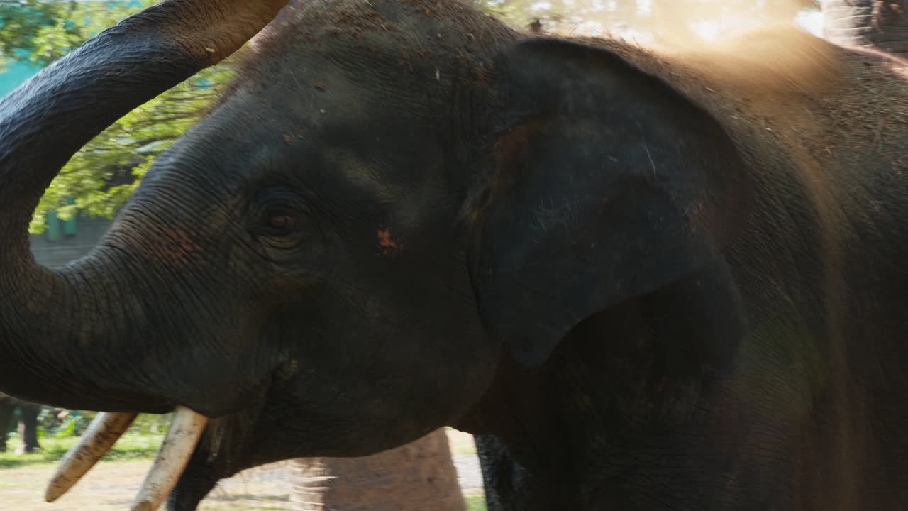 공원 에 있는 코끼리