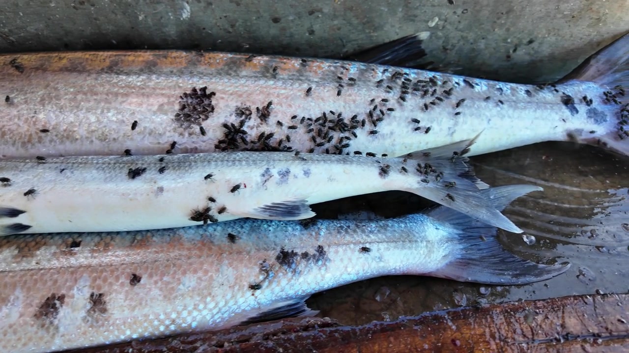 Scena autentica dell'industria ittica che mostra pesci appena sbarcati circondati da mosche. Condizioni di mercato naturali e attività di pesca tradizionali in una comunità costiera tropicale sul lungomare.