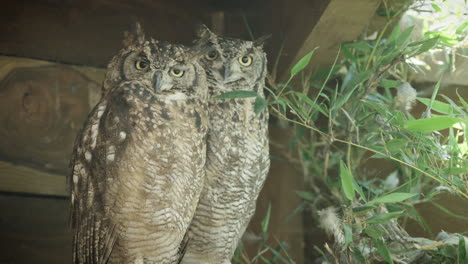 Herauszoomen,-Ein-Paar-Gefleckter-Uhus-In-Gefangenschaft,-Blick-In-Die-Kamera