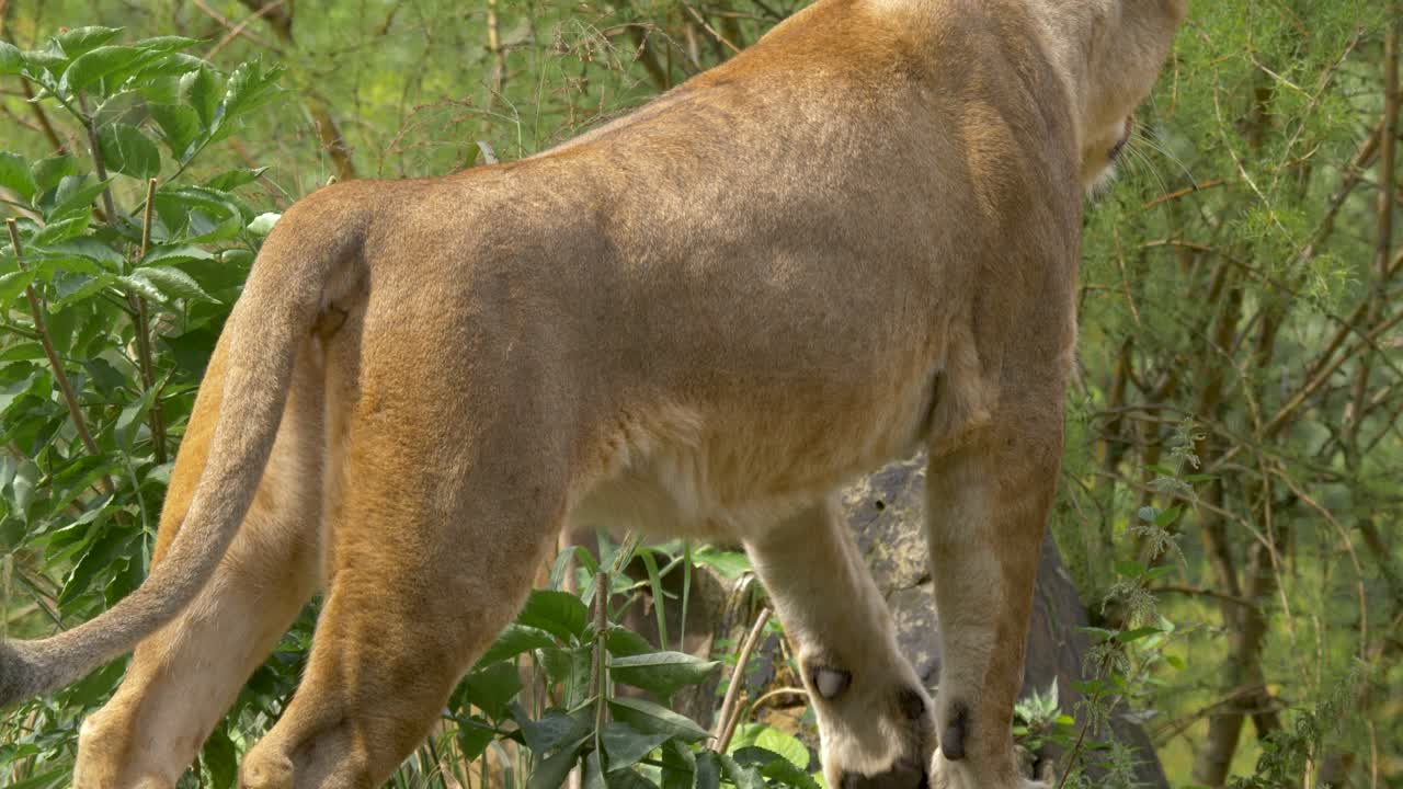강력한 사자의 몸, 사냥 자세