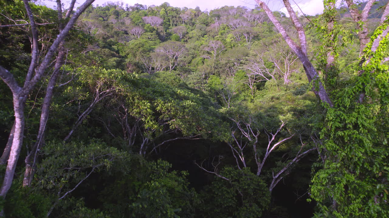hermoso viaje sobre árboles en bosque virgen, naturaleza salvaje, trevallyn, tasmania, australia