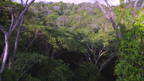 Beautiful-Journey-Over-Trees-In-Virgin-Forest,-Wild-Nature,-Trevallyn-,Tasmania,-Australia