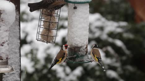 gold finches competing with each other and with starlings at a snow covered bird house feeder