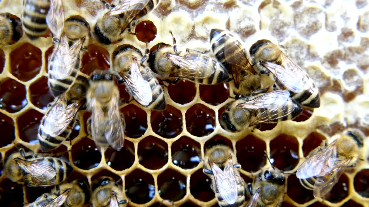 바쁜 벌, 벌집에서 일하는 벌의 근접적인 시각.