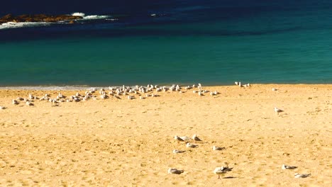 flock of seagulls on a sandy beach