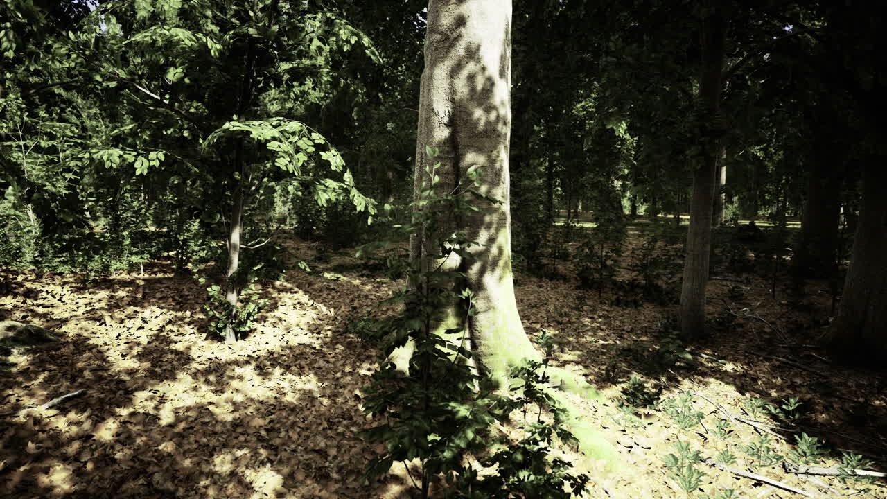 la luz del sol filtrándose a través de los árboles en un paisaje forestal sereno durante el día