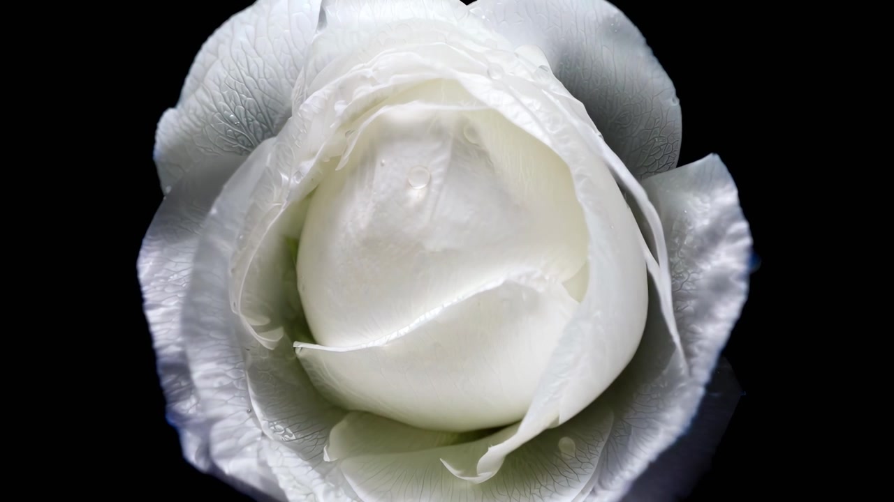 Bouton de rose blanche s'ouvrant et fleurissant en accéléré