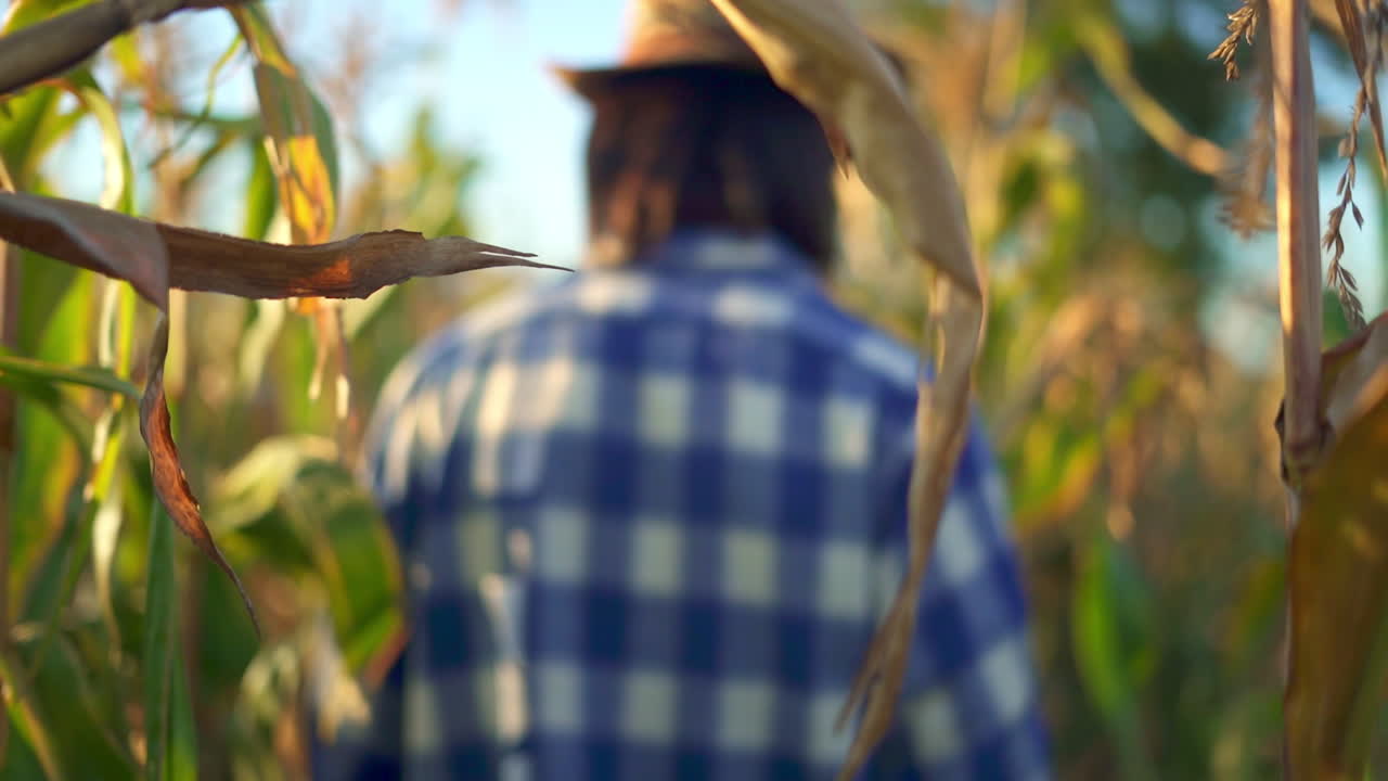 Farmer Inspecting Corn in a Field