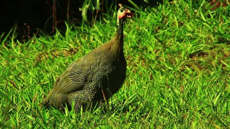 Cinematic-footage-of-a-wild-turkey-on-a-green-grass-field-eathing