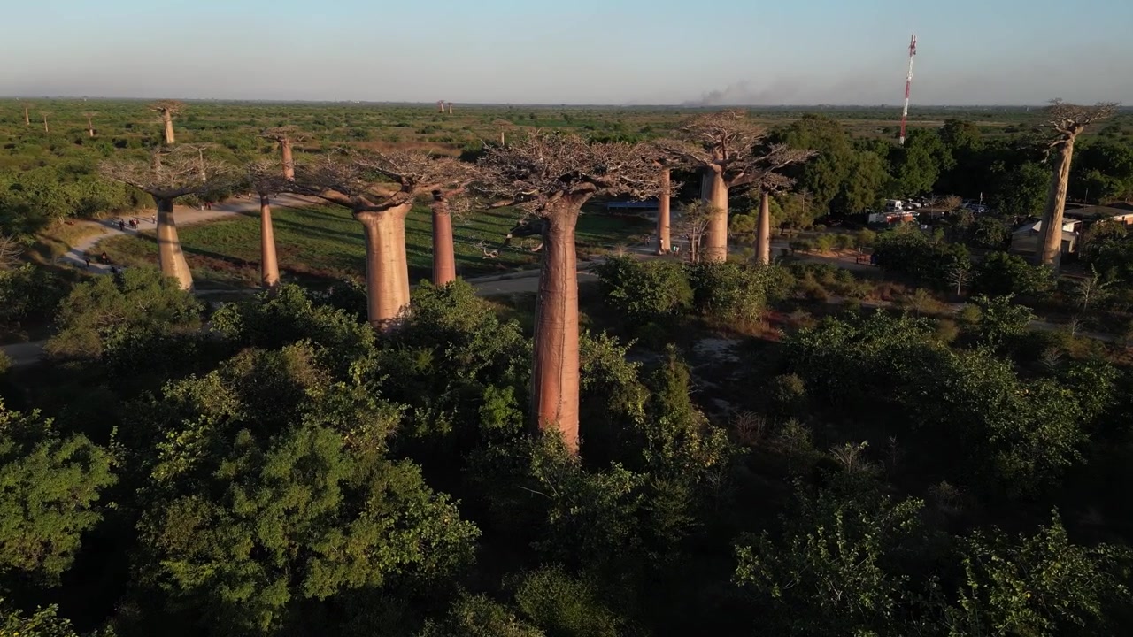 Panoramica aerea con drone dell'intero monumento naturale del Viale dei Baobab a Morondova, Madagascar. Ampio paesaggio rurale caratterizzato da gruppi di iconici alberi giganti.
