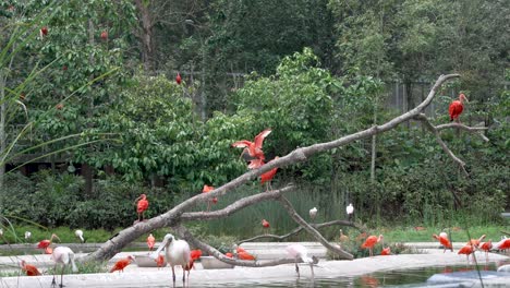 grupa szkarłatnych ptaków ibis widocznych na długiej gałęzi w zoo wraz z różowym łyżeczką chodzącą po ziemi