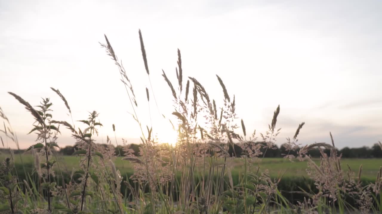 잔디 에 해가 지는 것