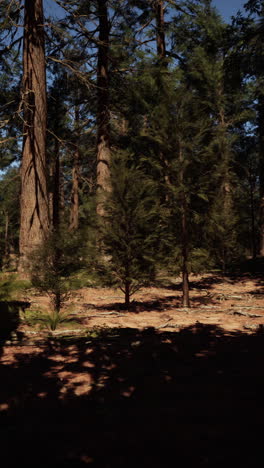 a scenic view of a lush forest with tall pine trees