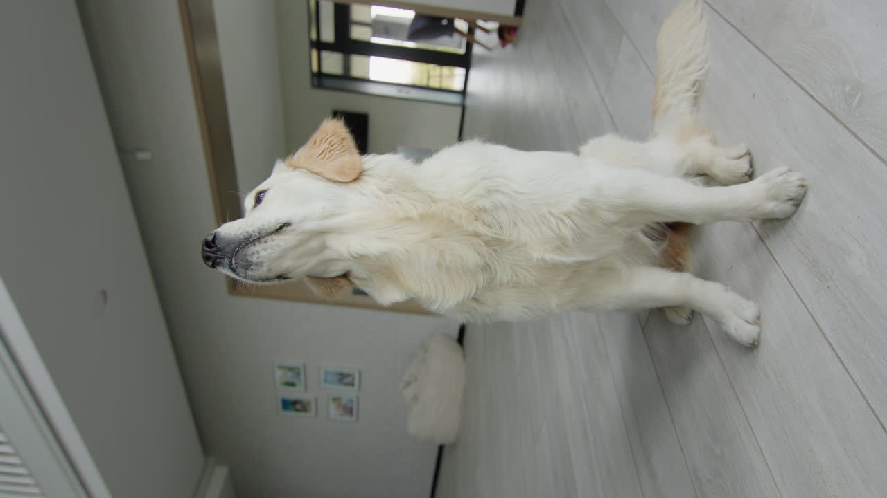 골든 리트리버가 안에 앉아 있습니다.