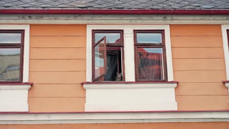 low angle shot of a cat looking out of the window from high up on a sunny day