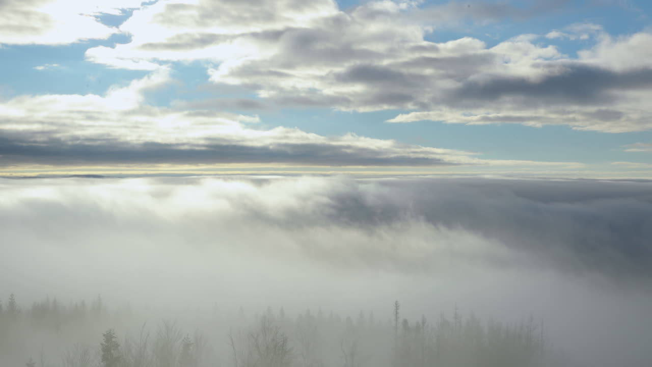 화창한 오후 동안 숲과 주변 언덕 위로 안개가 자욱하다