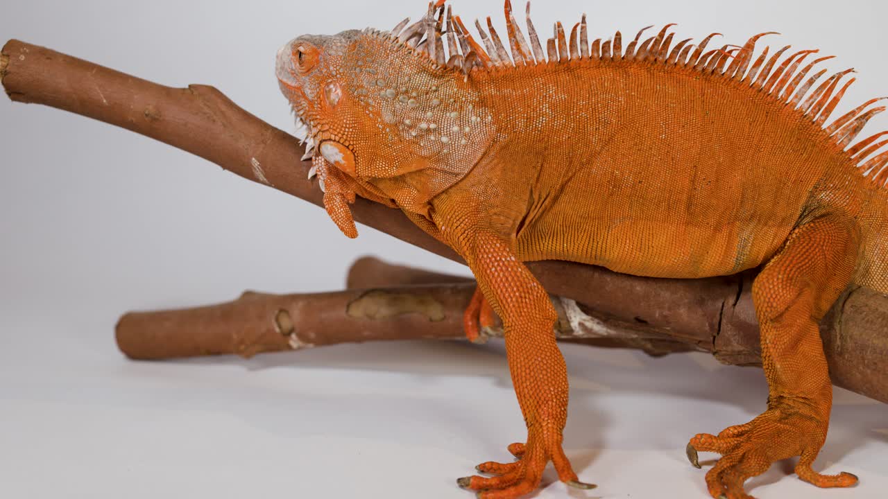 Un'iguana arancione vivace riposa su un ramo di legno su uno sfondo bianco pulito