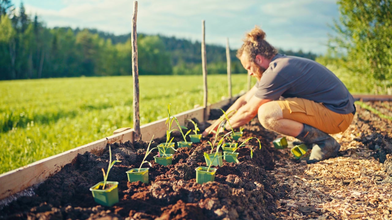 Man planterar unga plantor arrangerade i gröna krukor på en upphöjd jordbädd i en trädgårdsodling. Statisk bild.