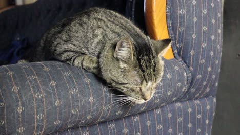 tabby adult cat sleeping on the side of a couch in a living room