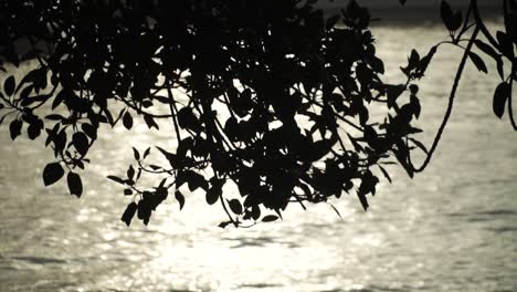 Siluetas-De-Hojas-De-árboles-Contra-El-Agua-Brillante-De-Un-Río-Al-Atardecer