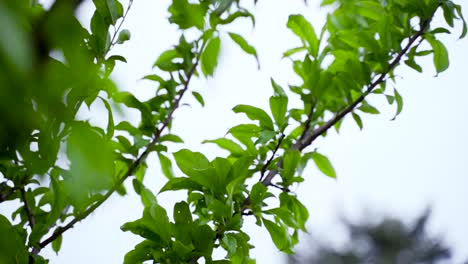 Cherry-tree-branches-blowing-in-the-wind