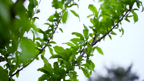 Cherry tree branches blowing in the wind