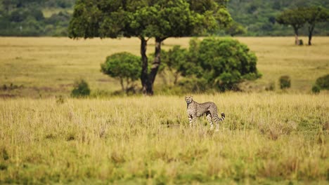 guepardo caminando en la larga hierba de la sabana, masai mara kenia animal en un safari de vida silvestre africana en masai mara, hermoso gran gato cazando buscando presas en las llanuras de la sabana paisaje