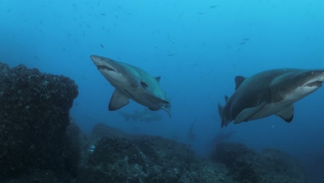 Ein-Taucherblick-Auf-Zwei-Große-Sandtigerhaie,-Die-Auf-Die-Unterwasserkamera-Zuschwimmen